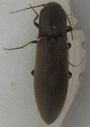 Agriotes pilosellus